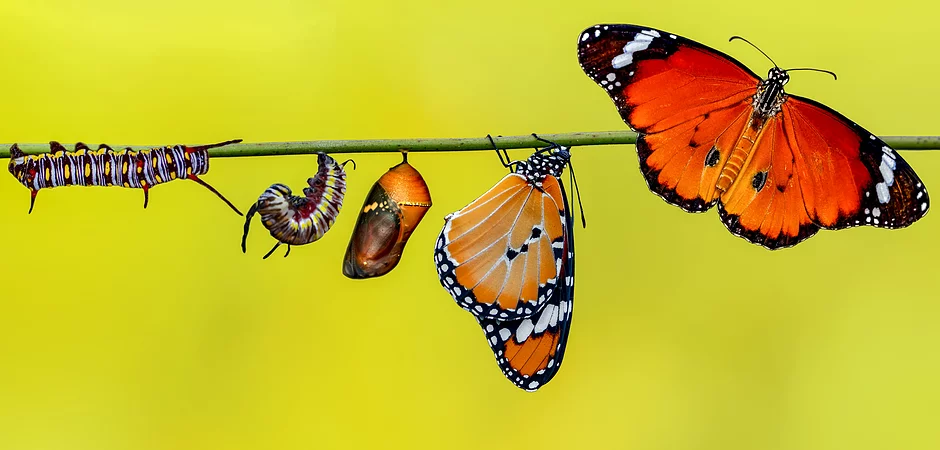 The history of Emenex dates back to Global Novations and Korn Ferry in 2012 resulting, more recently, as a result of their partnership with IBM Kenexa, in a focus on Change Management -  the people side of change that organisations are constantly having to address as they transform in the VUCA world.